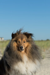Portrait eines Sheltie an der windigen Nordsee