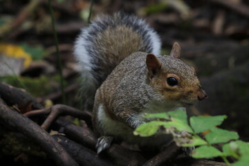 Naklejka na ściany i meble A wild grey squirrel in the forest. The animal is looking for food.