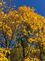 Yellow leaves trees branches in the blue sky 