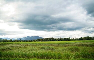 Obraz premium Green rice field with mountain background under cloudy sky after rain in rainy season, panoramic view rice .