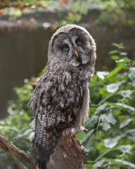 Great Grey Owl, Strix nebulosa, a very large owl