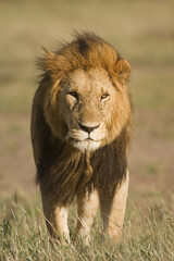 Lion, Panthera leo, Masai Mara, Kenya