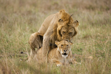 Fototapeta na wymiar Mating Lions, Panthera leo, Carnivora Order, Masai Mara, Kenya