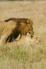 Mating Lions, Panthera leo, Carnivora Order, Masai Mara, Kenya