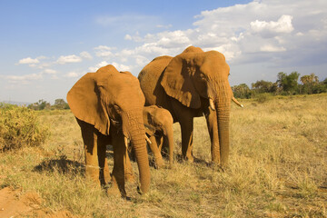 African Elephant family, Loxodonta africana, Samburu National Park, Kenya