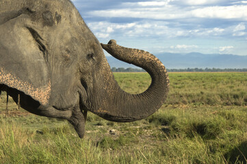Obraz premium Asian or Asiatic Elephant, Elephas maximus, Kaziranga national park, Assam, India.
