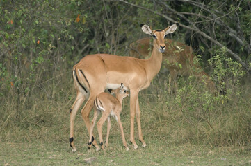 Naklejka na ściany i meble Baby Impala suckling, Aepyceros melampus, Bovidae Family, Artiodactyla Order, Nakuru National Park, Kenya