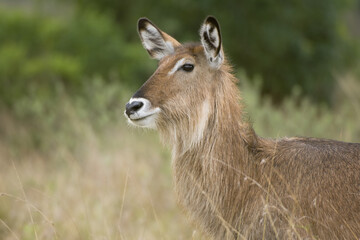 Naklejka na ściany i meble Female Defassa Waterbuck in the grass, Kobus ellipsiprymnus defassa, Masai Mara National park, Kenya