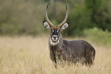 Male Defassa Waterbuck, Kobus ellipsiprymnus defassa,Masai Mara National park, Kenya