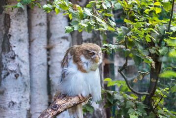 Spectacled Owl Portrait, a large tropical owl native to the neotropics