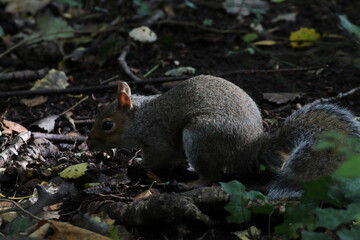 A wild grey squirrel in the forest. The animal is looking for food.