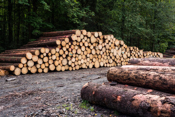 Spruce wood logs in the forest