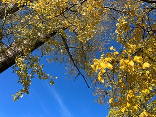 Naklejka na ściany i meble Yellow leaves trees branches in the blue sky 