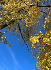Yellow leaves trees branches in the blue sky 
