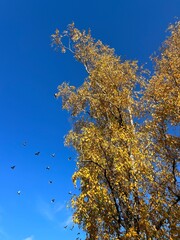 flying birds in the blue sky with yellow leaves trees