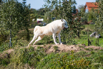 Fototapeta premium Pack of beautiful white wolves in the zoo