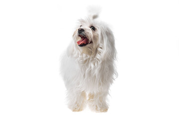 Beautiful and cute white bichon maltese dog over isolated background. Studio shoot of purebreed bichon puppy.