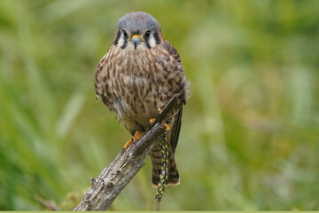 Kestrel on branch