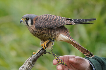 Kestrel female, on branch