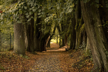 Alley in the park among old trees in the autumn