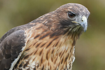 Red Tailed Hawk head