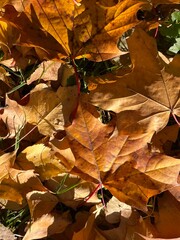Autumn falling leaves on the ground, yellow and red dry leaves, natural background