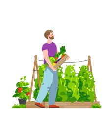 Smiling man carrying box full of harvested vegetables in kitchen garden. Vector flat illustration - 537003766