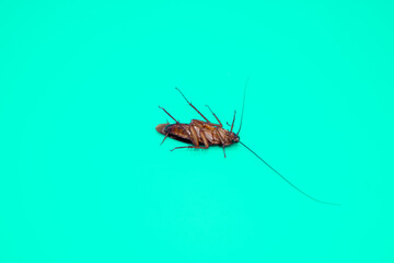 Cockroach isolated on blue background.