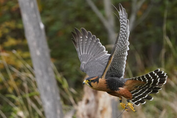 Aplomado falcon flying over field