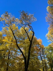 Yellow leaves trees branches in the blue sky 