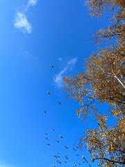 flying birds in the blue sky with yellow leaves trees