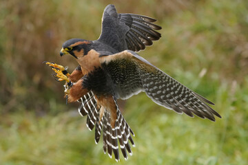 Aplomado falcon coming in for a landing