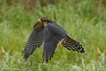 Aplomado falcon flying over grassy field
