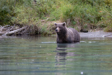Alaskan brown bear fishing for salmon at remote glacial lake in Lake Clark National park