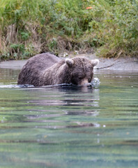 Alaskan brown bear fishing for salmon at remote glacial lake in Lake Clark National park