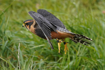 Aplomado falcon flying over grassy field