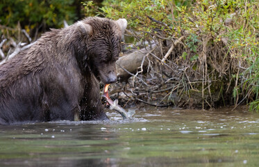 Alaskan brown bear fishing for salmon at remote glacial lake in Lake Clark National park