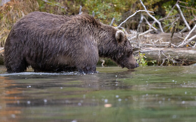 Alaskan brown bear fishing for salmon at remote glacial lake in Lake Clark National park