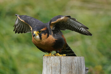 Aplomado falcon flying over grassy field landing on wooden post