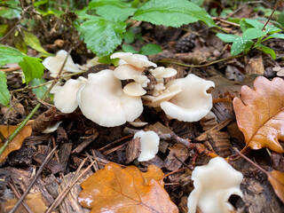 Angel wings growing among dead leaves