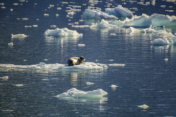 Spitzbergen summer