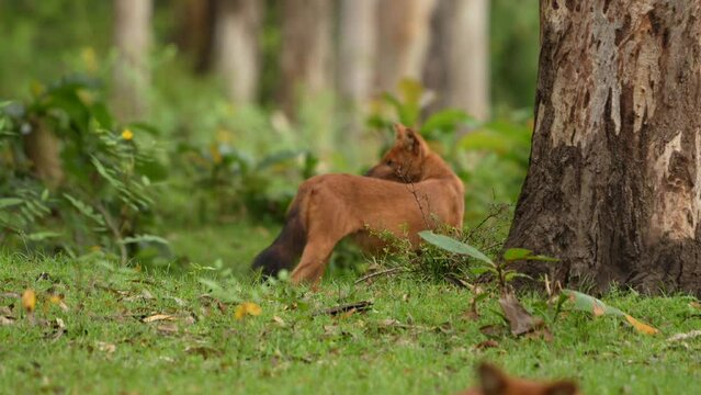 dhole (Cuon alpinus) from Indian forests