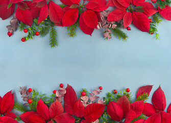 Christmas decoration. Frame of flowers of red poinsettia, branch christmas tree, red berries on a blue background with space for text. Top view, flat lay