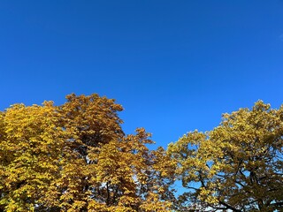 Yellow leaves trees branches in the blue sky 