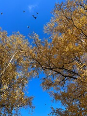 flying birds in the blue sky with yellow leaves trees