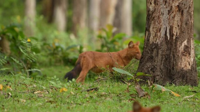 dhole (Cuon alpinus) from Indian forests