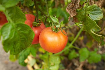 Red large tomatoes on the branches in an amateur garden. Summertime. Selective focus.