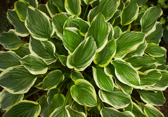 Plantain lily or Hosta foliage plant with white flowers. Hosta, flower in the garden, ornamental...