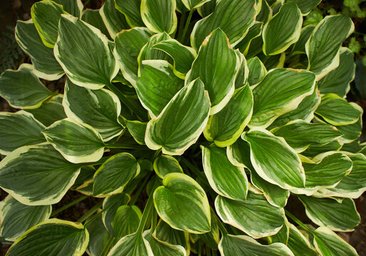 Plantain lily or Hosta foliage plant with white flowers. Hosta, flower in the garden, ornamental flowerbed plant with beautiful lush leaves. Photo in the natural environment. First Frost