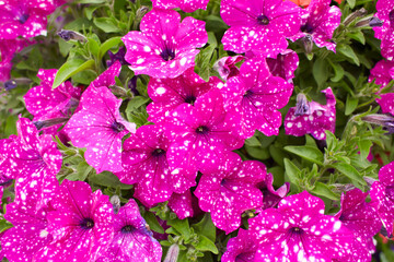 Petunia Night Sky, purple, pink, white, red, violet spotted flowers in a display of mixed petunias Petunia with hybrids